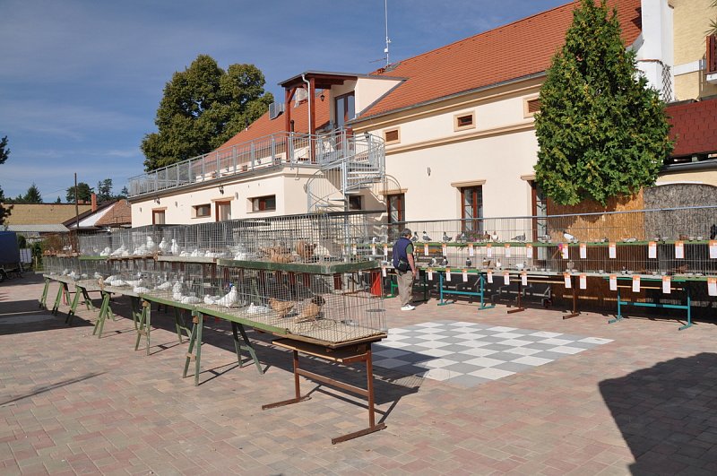 Výstava našich chovatelů 4.- 6. září – fotografie 11